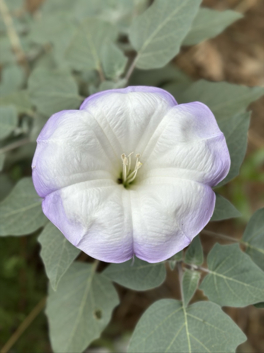A white trumpet-shaped datura flower with lavender edges, photographed on a walk